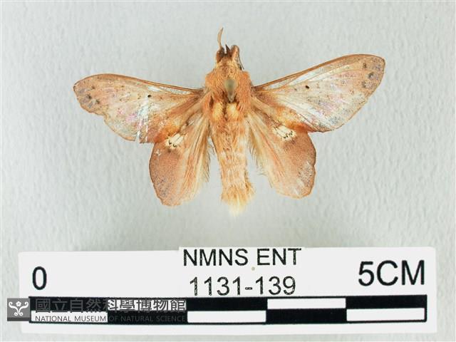 緣斑枯葉蛾藏品圖，第1張