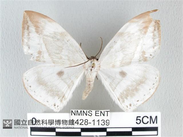 圓翅大鉤蛾藏品圖，第1張