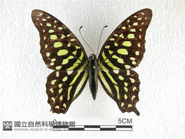 翠斑青鳳蝶藏品圖，第1張