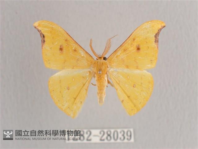 彎黑黃鉤蛾藏品圖，第1張