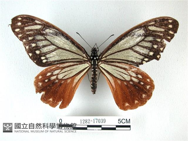 斑鳳蝶藏品圖，第1張
