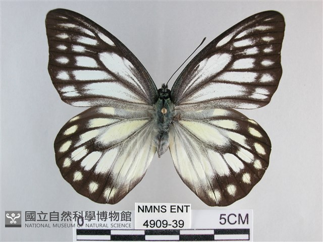 鋸粉蝶藏品圖，第1張