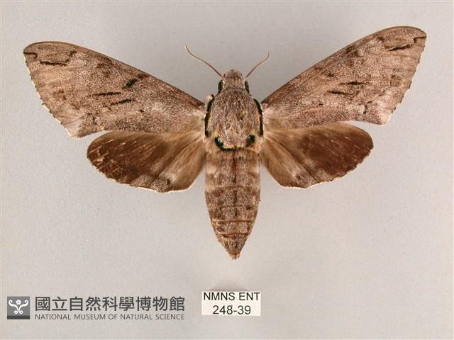 細斜紋霜天蛾藏品圖，第1張