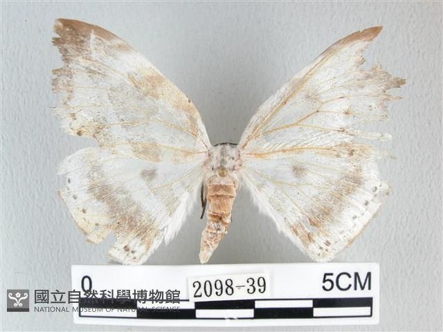 圓翅大鉤蛾藏品圖，第1張