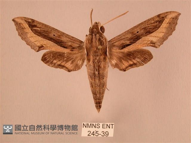 斜線天蛾藏品圖，第1張