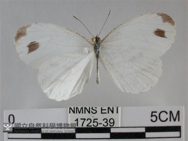 纖粉蝶、黑點粉蝶藏品圖，第1張