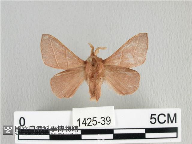 薄翅枯葉蛾藏品圖，第1張