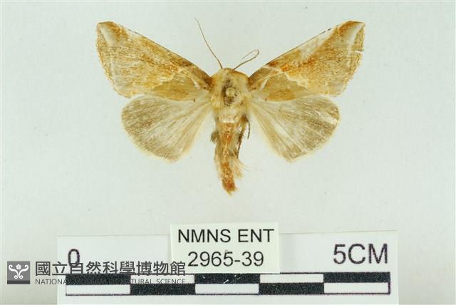 印華波紋蛾藏品圖，第1張