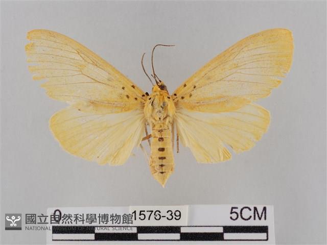 橙擬燈蛾藏品圖，第1張