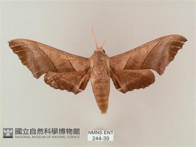 齒翅三線天蛾藏品圖，第1張