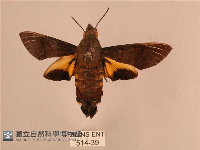 平帶長喙天蛾藏品圖，第1張