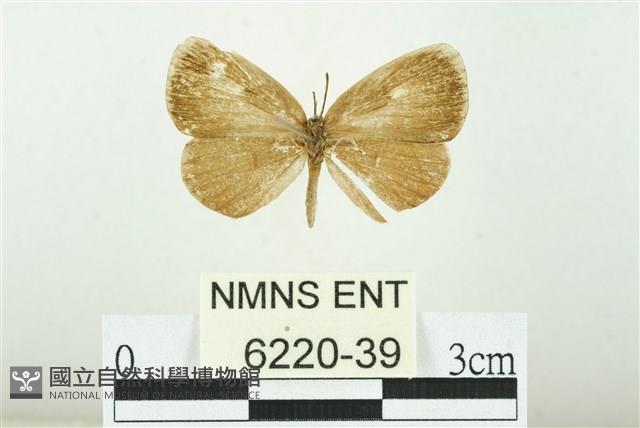Accession Number:006220-00039 Collection Image, Figure 1, Total 3 Figures