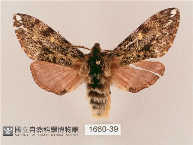 井上氏絨毛天蛾藏品圖，第1張