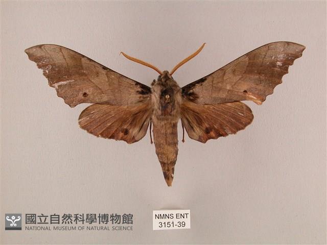 栗六點天蛾藏品圖，第1張