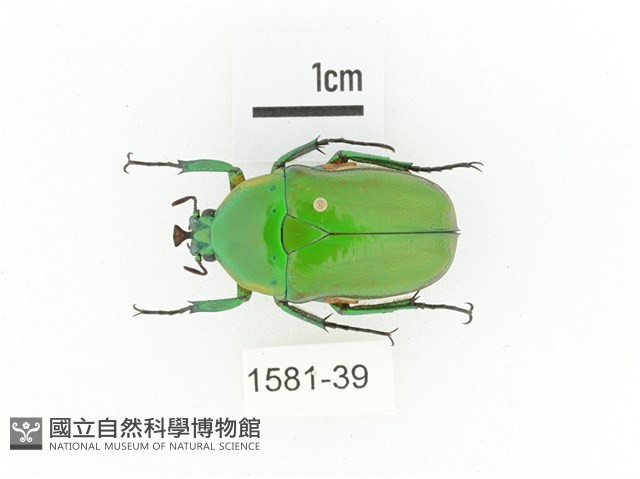 小扇角金龜藏品圖，第1張