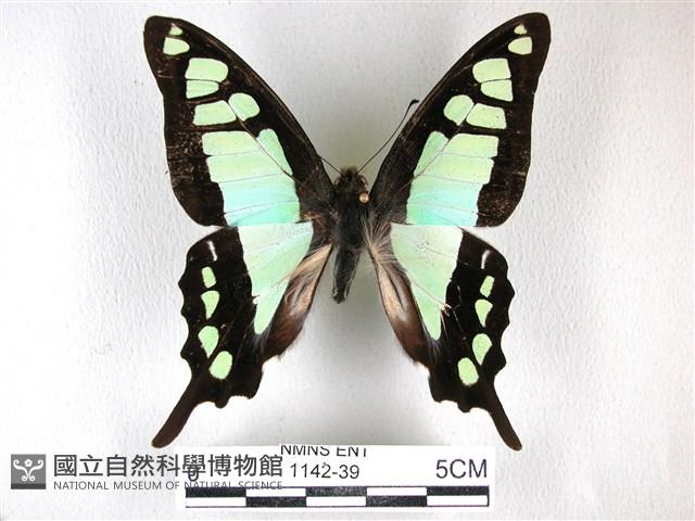 寬帶青鳳蝶藏品圖，第1張