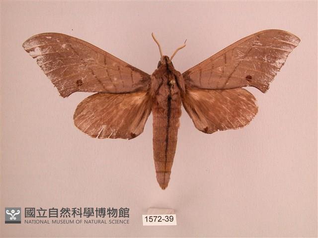 直翅六點天蛾藏品圖，第1張