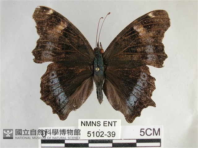 琉璃蛺蝶藏品圖，第1張