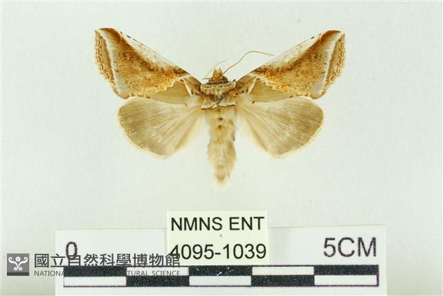印華波紋蛾藏品圖，第1張