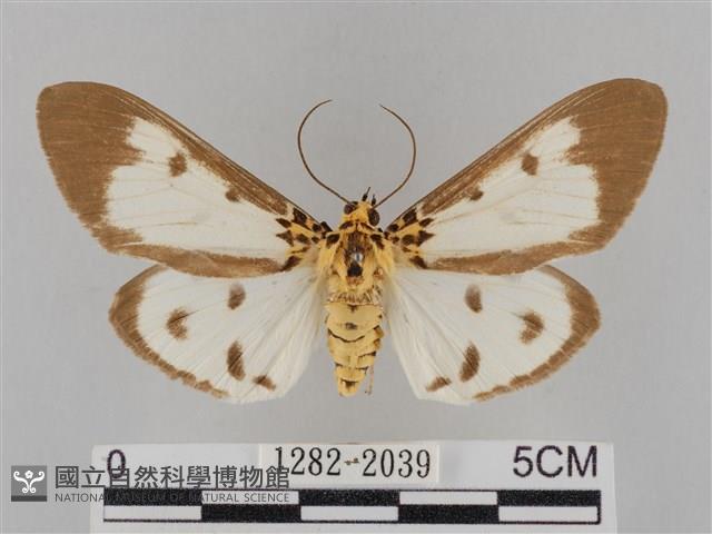 長斑擬燈蛾藏品圖，第1張