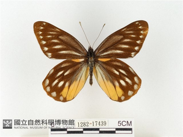 黃裙豔粉蝶藏品圖，第1張