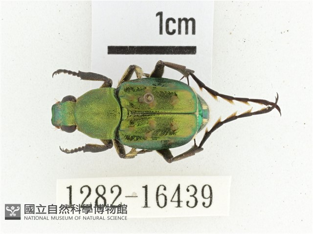 綠艷長腳花金龜藏品圖，第1張