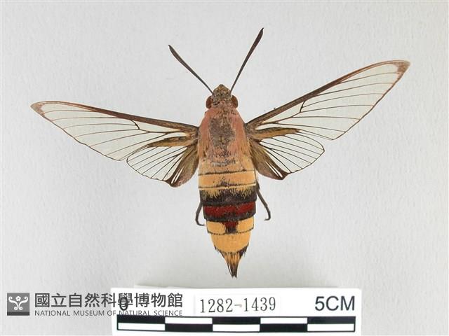 大透翅天蛾藏品圖，第1張