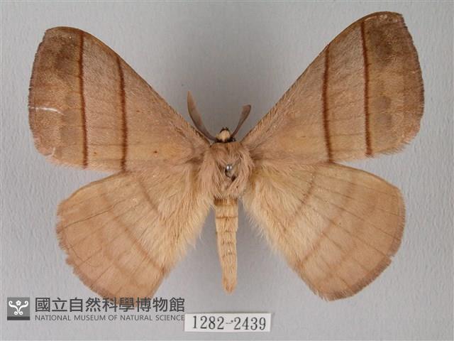 黑胸帶蛾藏品圖，第1張