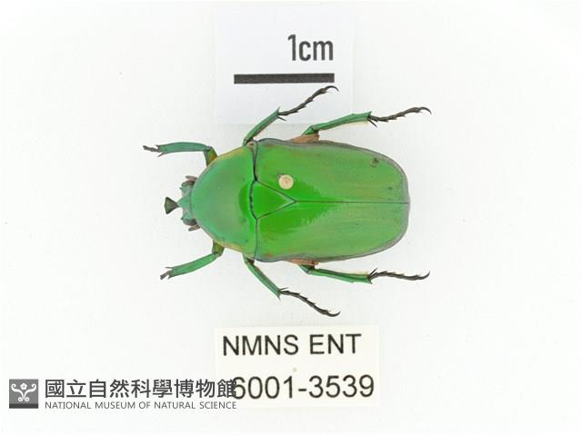 小扇角金龜藏品圖，第1張