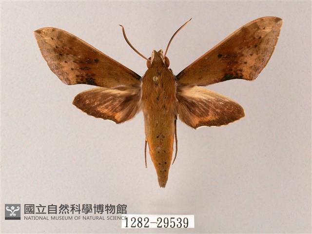 臺灣白肩天蛾藏品圖，第1張