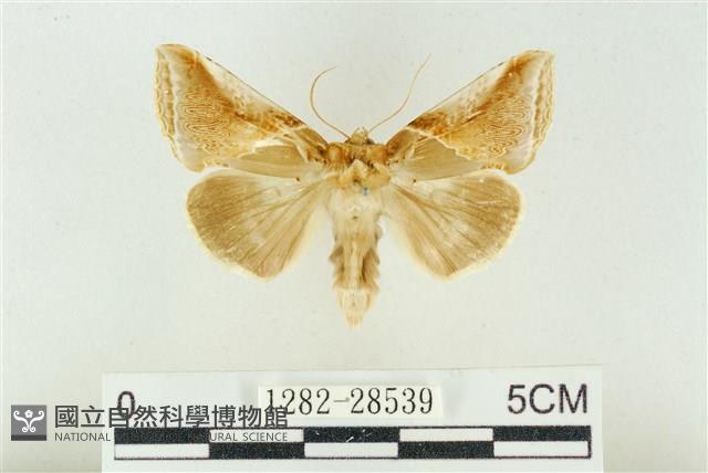 印華波紋蛾藏品圖，第1張