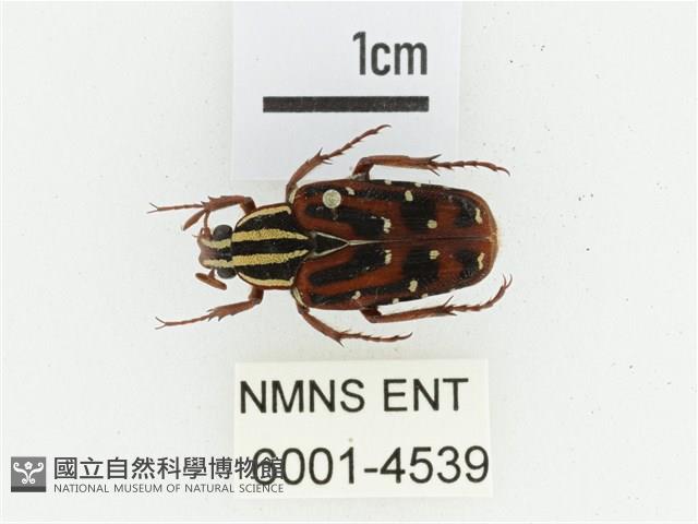 巴蘭陷紋金龜藏品圖，第1張