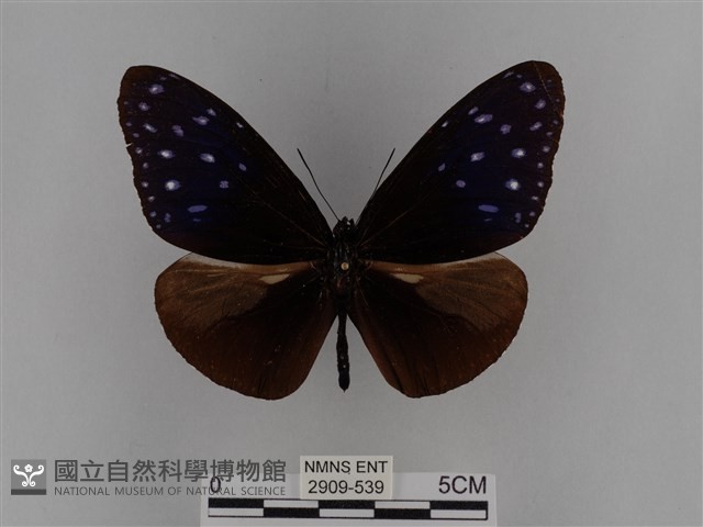 異紋紫斑蝶藏品圖，第1張