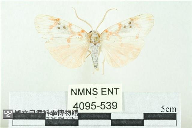 臺雪苔蛾藏品圖，第1張