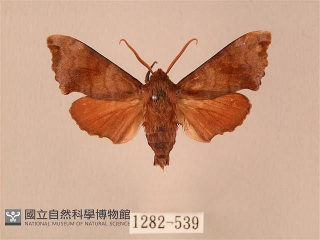 楓天蛾藏品圖，第1張