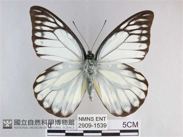 鋸粉蝶藏品圖，第1張