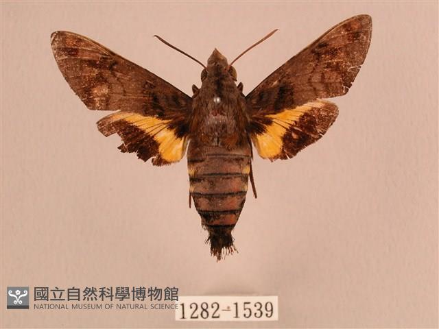 叉帶長喙天蛾藏品圖，第1張