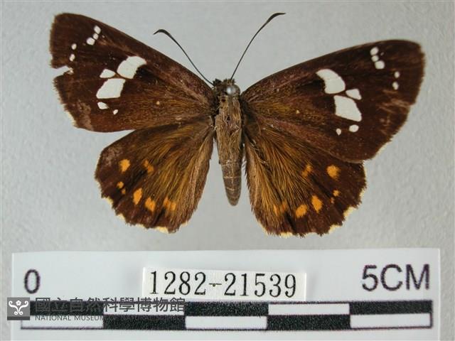 小星弄蝶藏品圖，第1張