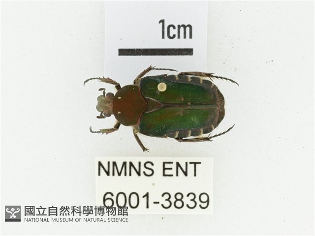 黑斑陷紋金龜藏品圖，第1張