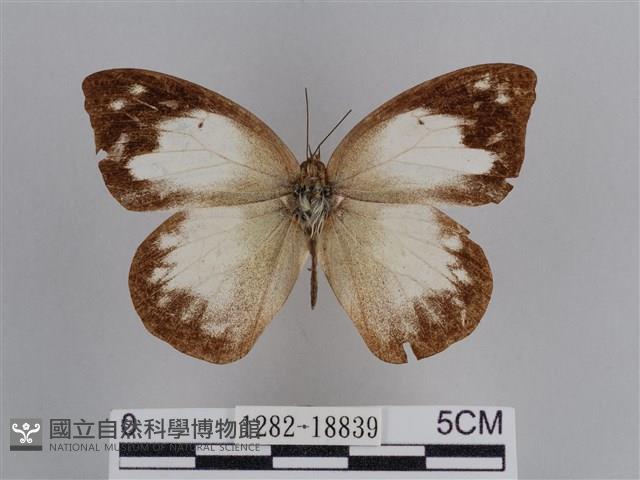 雲紋尖粉蝶藏品圖，第1張