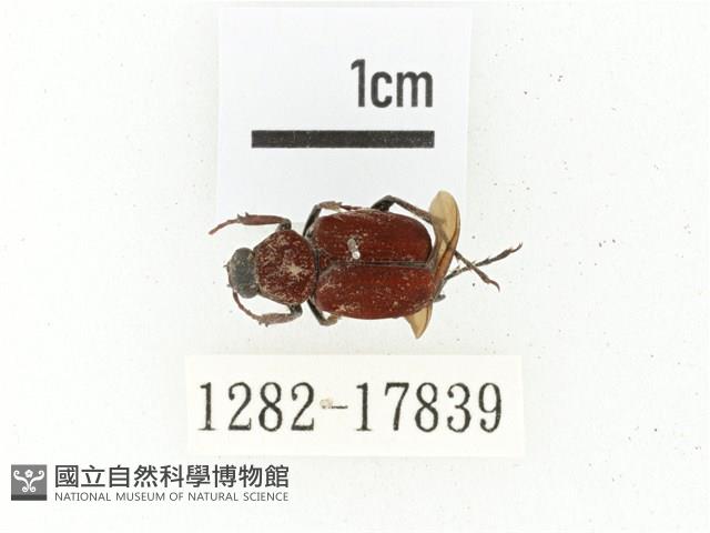 血紅虎斑花金龜藏品圖，第1張