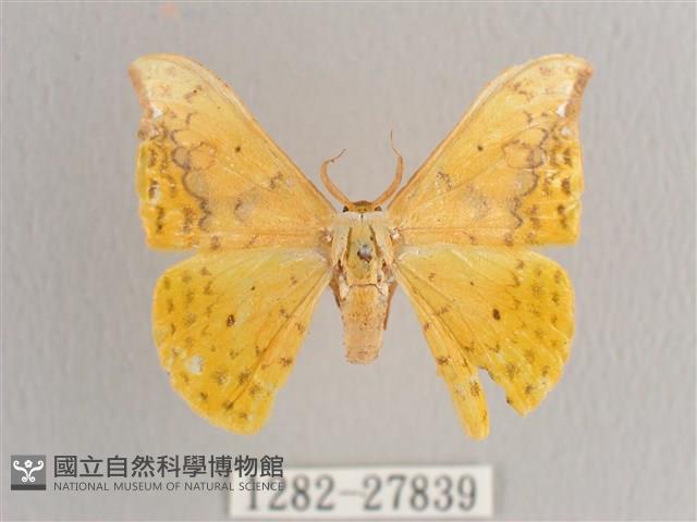 黃鉤蛾藏品圖，第1張