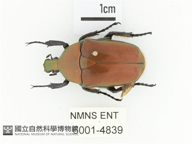 毛翅騷金龜藏品圖，第1張