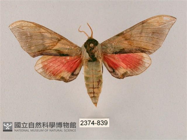 榆綠天蛾藏品圖，第1張