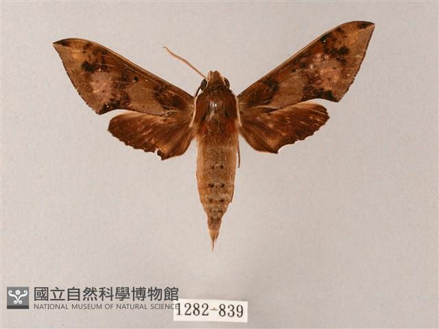 雙斑白肩天蛾藏品圖，第1張