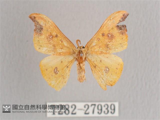 銀斑黃鉤蛾藏品圖，第1張