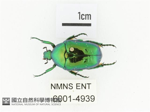 藍艷白點花金龜藏品圖，第1張