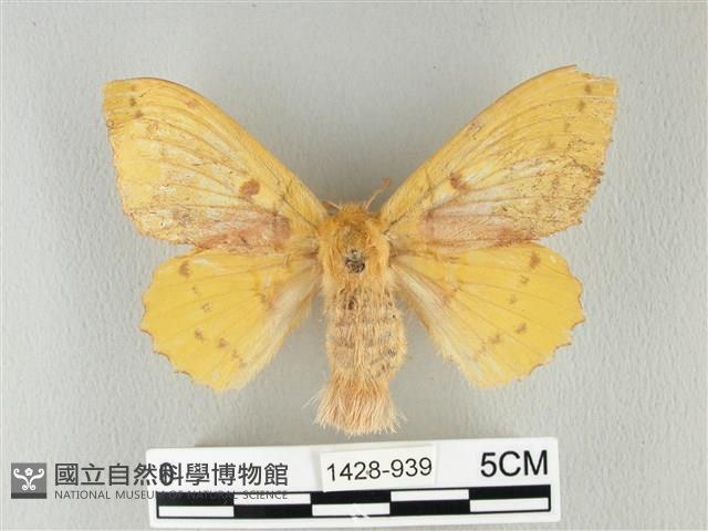 青枯葉蛾藏品圖，第1張