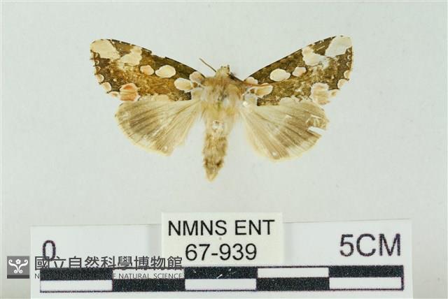 連珠波紋蛾藏品圖，第1張