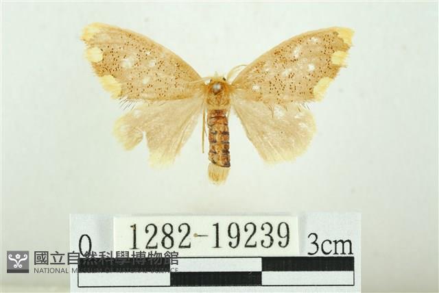 黑翅黃毒蛾藏品圖，第1張